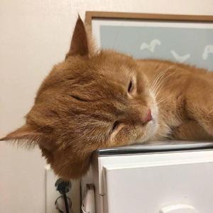 mc外国知名主播stacy plays
